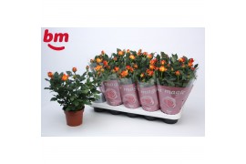 Rosa estoril beau monde gevlamd oranje