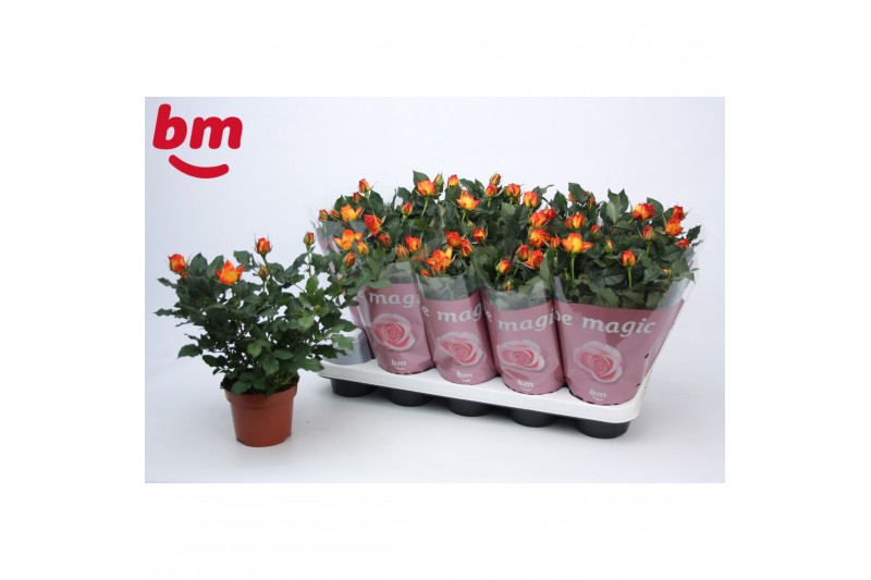 Rosa estoril beau monde gevlamd oranje 