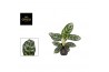 Aglaonema amazon silver