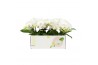 Phalaenopsis anthura madrid 2 tak bo shorty