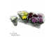 Chrysanthemum ind. cosmo mix Deco Chrysant mixtray 
