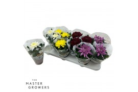 Chrysanthemum ind. cosmo mix Deco Chrysant mixtray