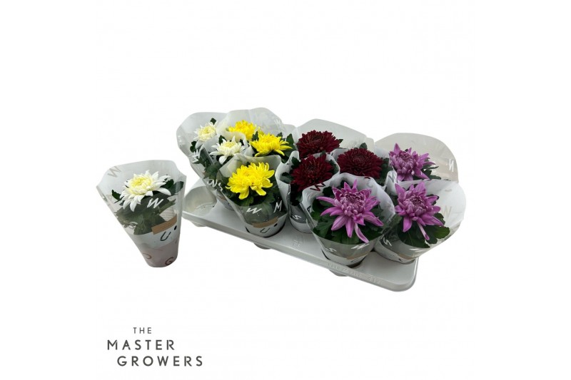 Chrysanthemum ind. cosmo mix Deco Chrysant mixtray 