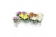 Chrysanthemum ind. cosmo mix Deco Chrysant mixtray 