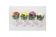 Chrysanthemum ind. cosmo mix Deco Chrysant mixtray 
