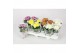 Chrysanthemum ind. cosmo mix Deco Chrysant mixtray 