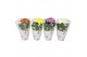 Chrysanthemum ind. cosmo mix Deco Chrysant mixtray 
