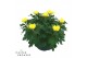 Chrysanthemum ind. cosmo yellow Deco Chrysant geel schaal 