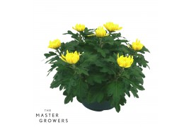 Chrysanthemum ind. cosmo yellow Deco Chrysant geel schaal