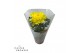 Chrysanthemum ind. cosmo yellow Deco Chrysant geel 
