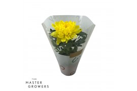 Chrysanthemum ind. cosmo yellow Deco Chrysant geel
