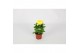 Chrysanthemum ind. cosmo yellow Deco Chrysant geel 