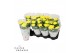 Chrysanthemum ind. cosmo yellow Deco Chrysant geel 