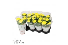 Chrysanthemum ind. cosmo yellow Deco Chrysant geel