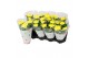 Chrysanthemum ind. cosmo yellow Deco Chrysant geel 