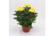 Chrysanthemum ind. cosmo yellow Deco Chrysant geel 