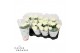 Chrysanthemum ind. cosmo white Deco Chrysant wit 