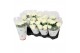 Chrysanthemum ind. cosmo white Deco Chrysant wit 
