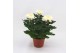 Chrysanthemum ind. cosmo white Deco Chrysant wit 