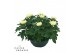 Chrysanthemum ind. cosmo white Deco Chrysant wit schaal 