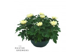 Chrysanthemum ind. cosmo white Deco Chrysant wit schaal