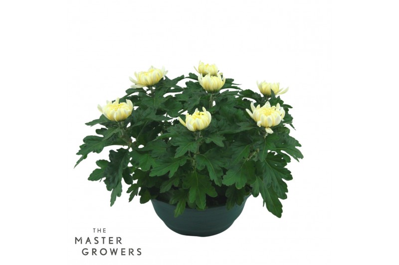 Chrysanthemum ind. cosmo white Deco Chrysant wit schaal 