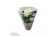Chrysanthemum ind. cosmo white Deco Chrysant wit 