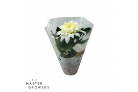 Chrysanthemum ind. cosmo white Deco Chrysant wit