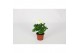 Chrysanthemum ind. cosmo white Deco Chrysant wit 