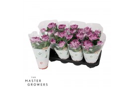 Chrysanthemum ind. cosmo purple Deco Chrysant paars