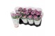 Chrysanthemum ind. cosmo purple Deco Chrysant paars 