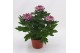 Chrysanthemum ind. cosmo purple Deco Chrysant paars 