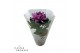 Chrysanthemum ind. cosmo purple Deco Chrysant paars 