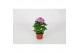 Chrysanthemum ind. cosmo purple Deco Chrysant paars 