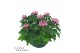 Chrysanthemum ind. cosmo purple Deco Chrysant paars schaal 