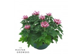 Chrysanthemum ind. cosmo purple Deco Chrysant paars schaal