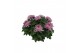 Chrysanthemum ind. cosmo purple Deco Chrysant paars schaal 