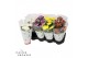 Chrysanthemum ind. cosmo mix Deco Chrysant mixtray 