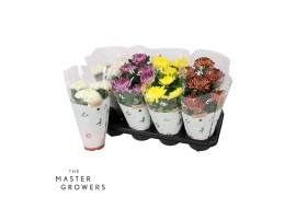 Chrysanthemum ind. cosmo mix Deco Chrysant mixtray