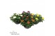 Chrysanthemum ind. cosmo mix Deco Chrysant mixtray schaal 