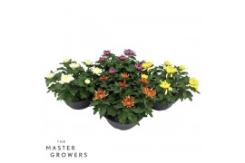 Chrysanthemum ind. cosmo mix Deco Chrysant mixtray schaal