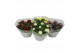 Chrysanthemum ind. cosmo mix Deco Chrysant mixtray schaal 