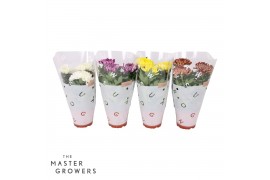 Chrysanthemum ind. cosmo mix Deco Chrysant mixlaag