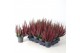 Calluna vulg. beauty ladies mix Rood - 10cm Diameter 