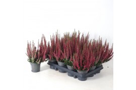 Calluna vulg. beauty ladies mix Rood - 10cm Diameter