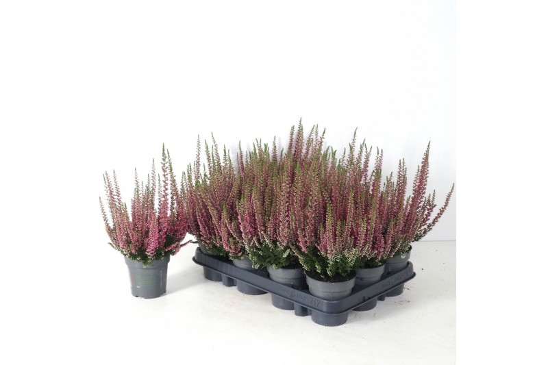 Calluna vulg. beauty ladies mix Roze - 10cm Diameter 
