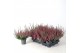 Calluna vulg. beauty ladies mix Beauty-Ladies mixlaag -12cm Diameter 