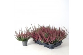 Calluna vulg. beauty ladies mix Beauty-Ladies mixlaag -12cm Diameter