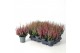 Calluna vulg. beauty ladies mix Beauty-Ladies mixlaag -12cm Diameter 