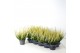 Calluna vulg. beauty ladies mix Beauty-Ladies mixlaag -12cm Diameter 